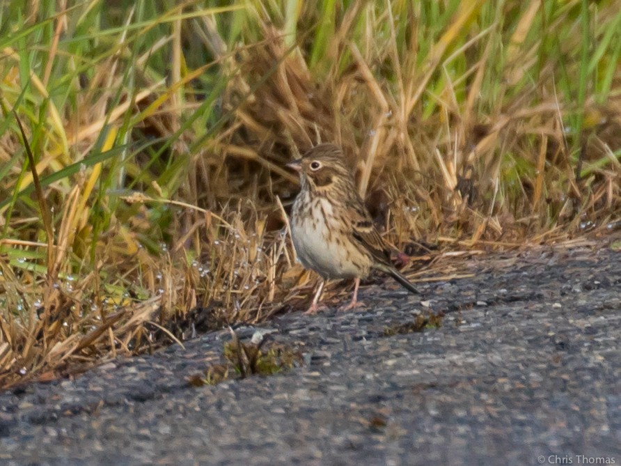 Vesper Sparrow - Chris Thomas