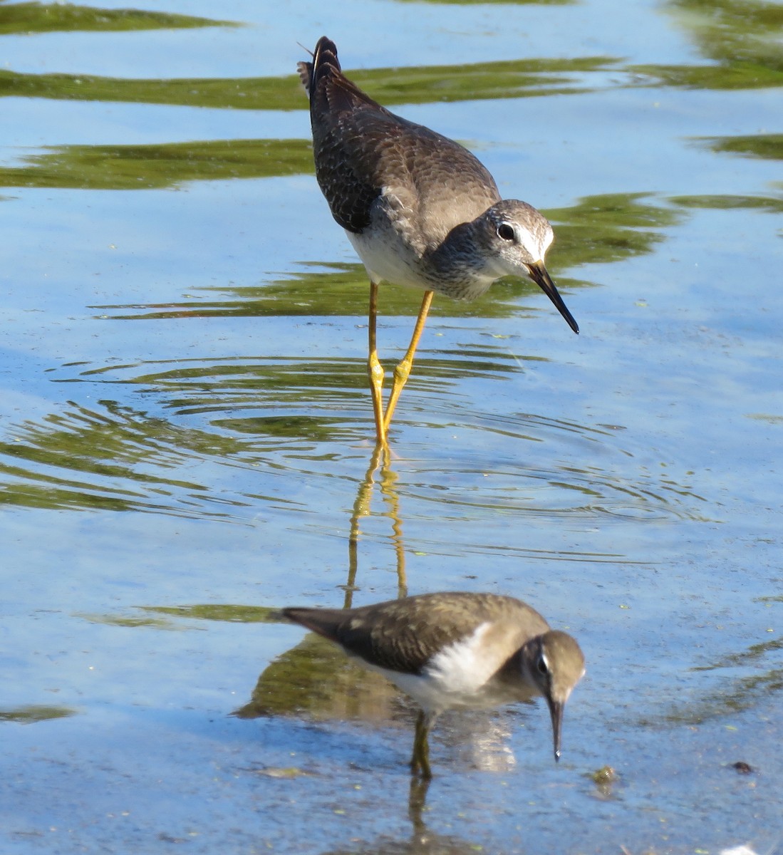 Spotted Sandpiper - ML120944451