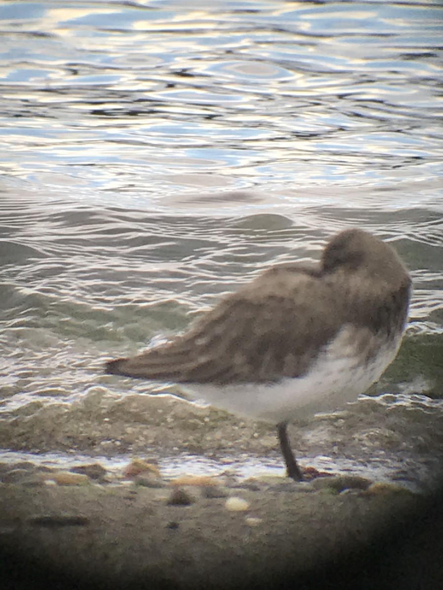 Dunlin - Bruce LaBar