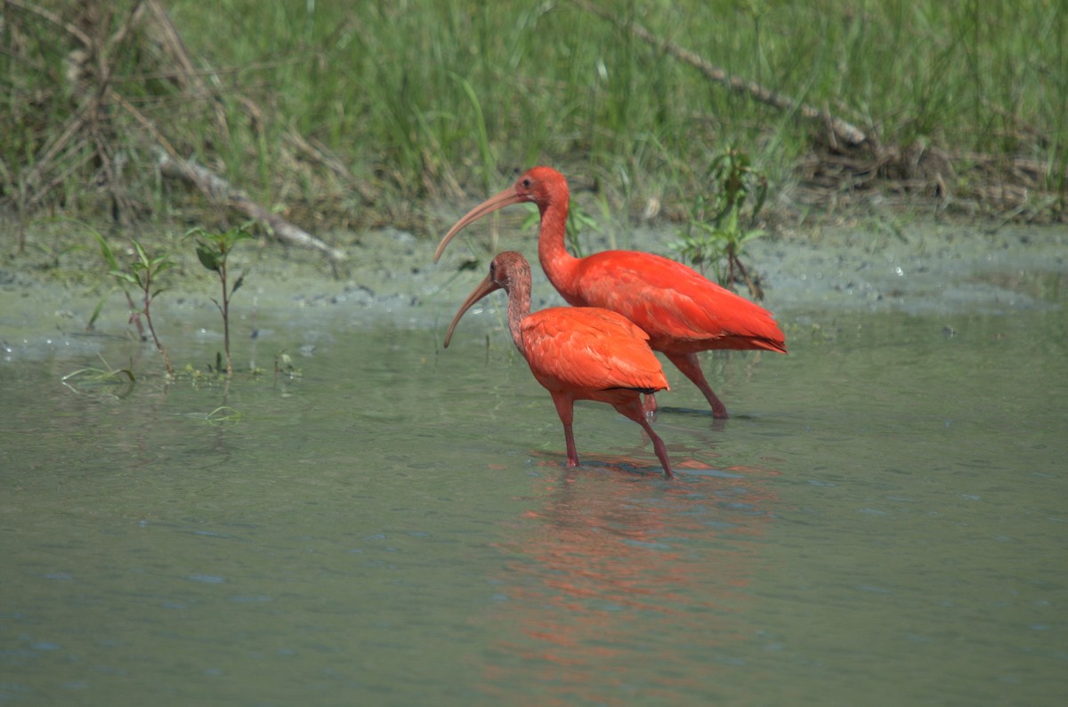 Scarlet Ibis - ML120947511