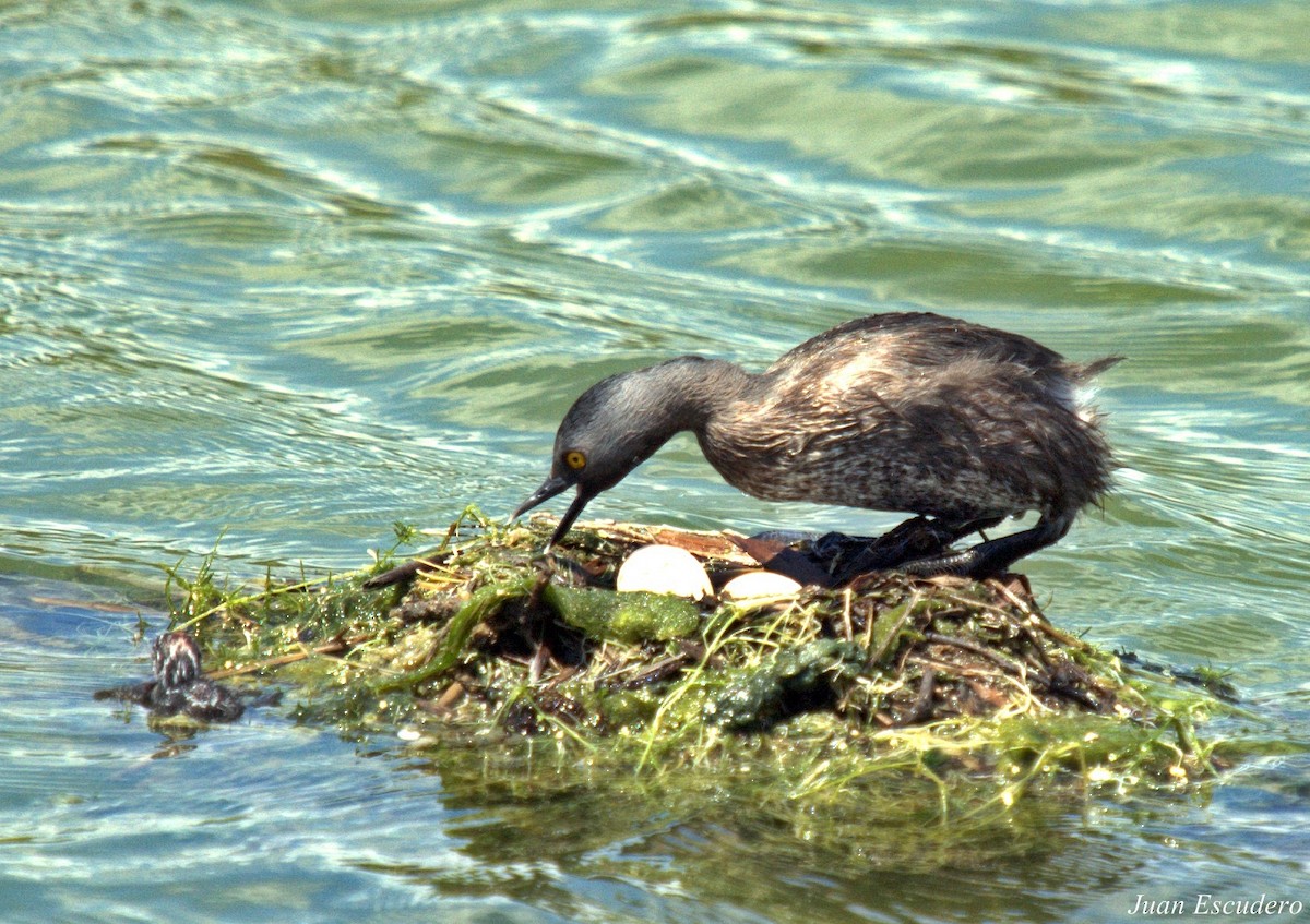 Least Grebe - Juan Escudero