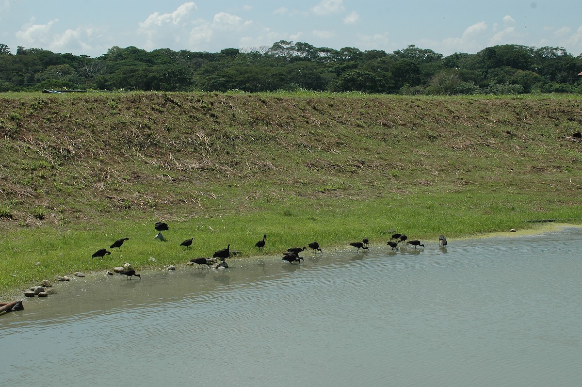 Bare-faced Ibis - Juan Escudero