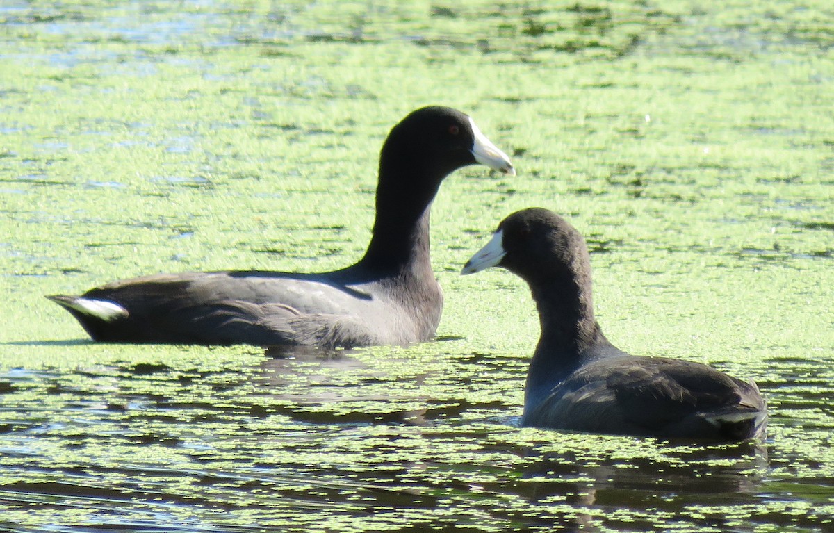 American Coot - ML120948481