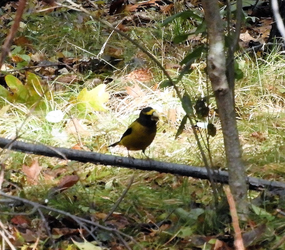 Evening Grosbeak - John Gaglione