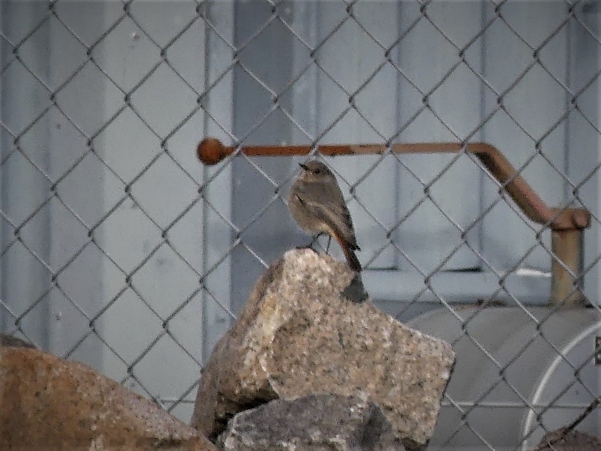 Black Redstart (Western) - ML120951301