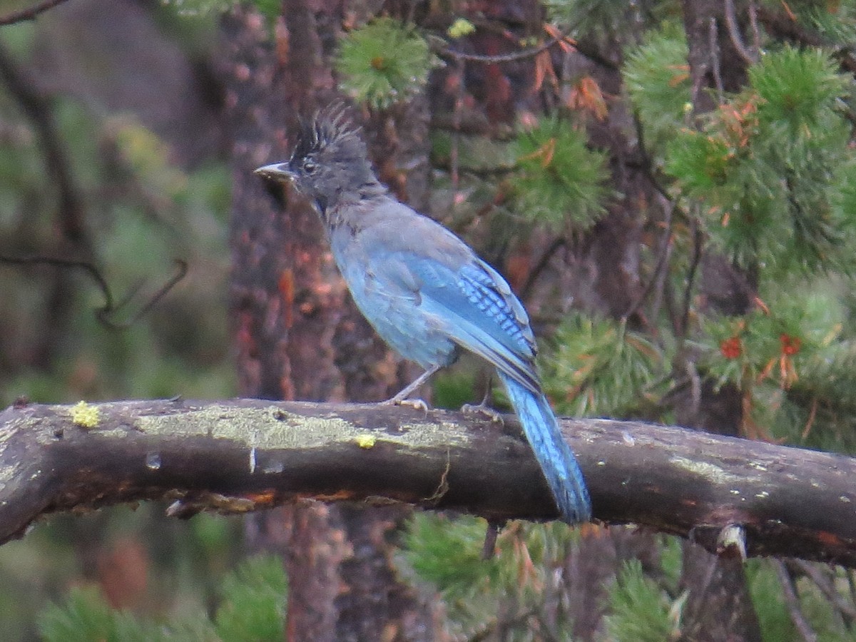 Steller's Jay - ML120951661