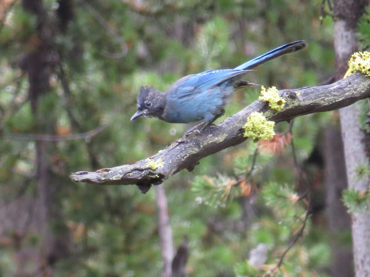 Steller's Jay - ML120951771