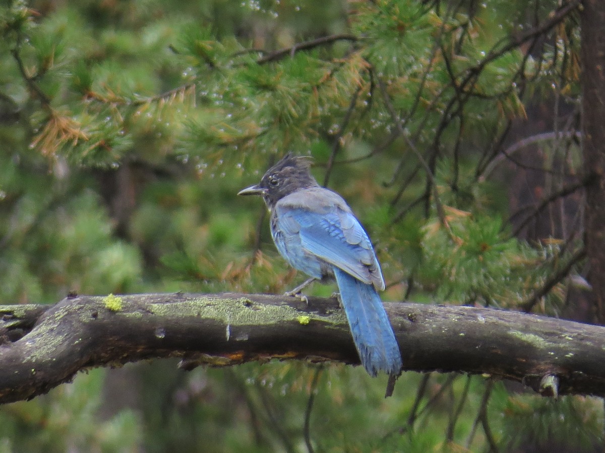Steller's Jay - ML120951791