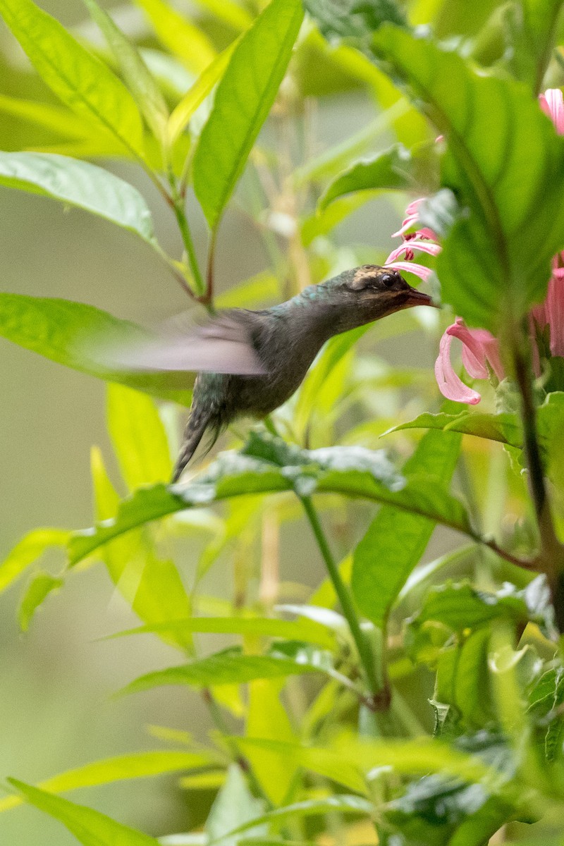 kolibřík šedobřichý - ML120952631