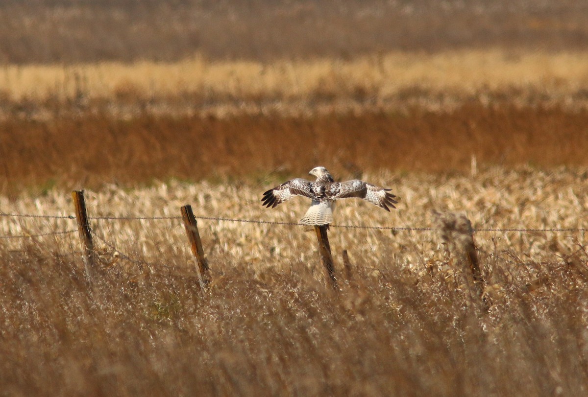 Red-tailed Hawk (Krider's) - ML120953061