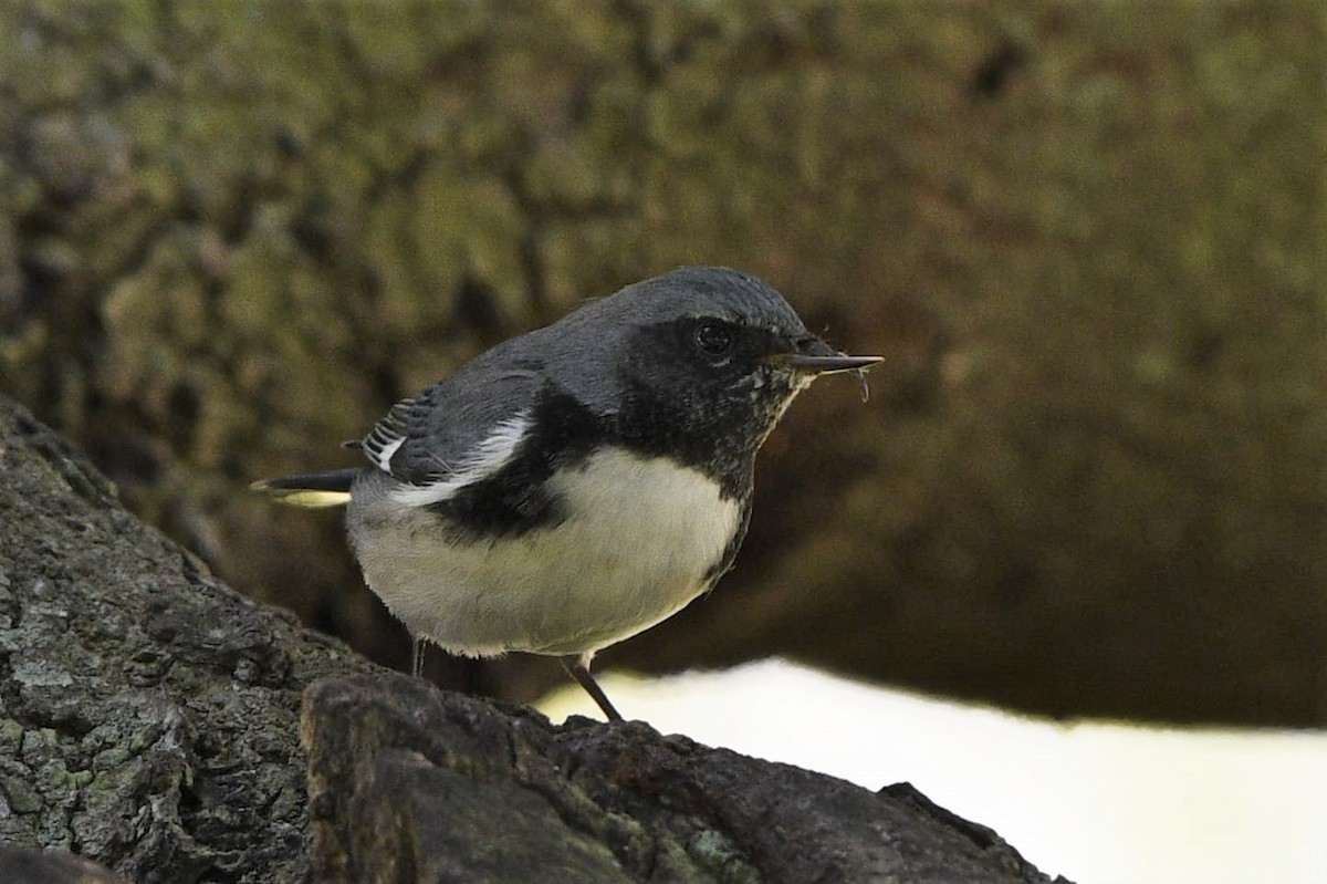 Black-throated Blue Warbler - ML120953801