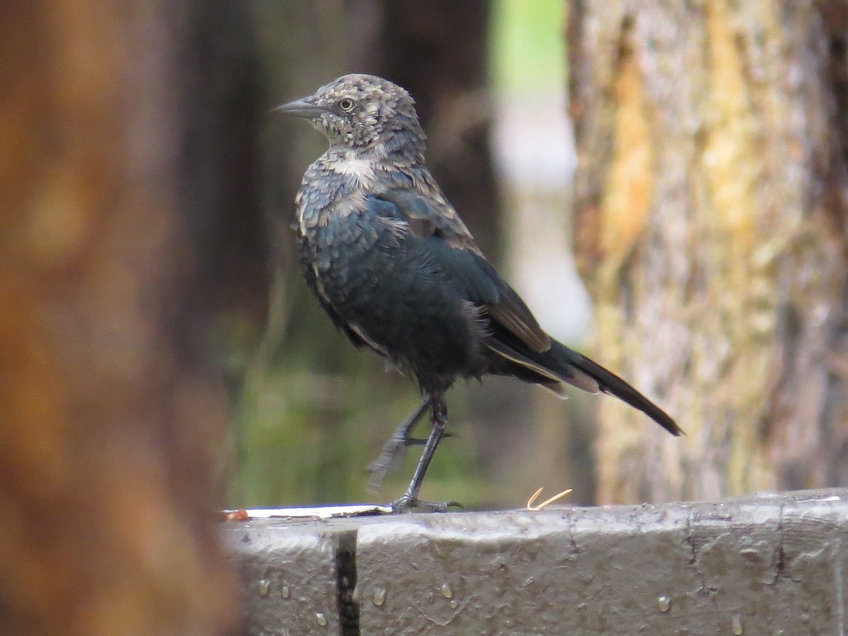 Brewer's Blackbird - ML120953941