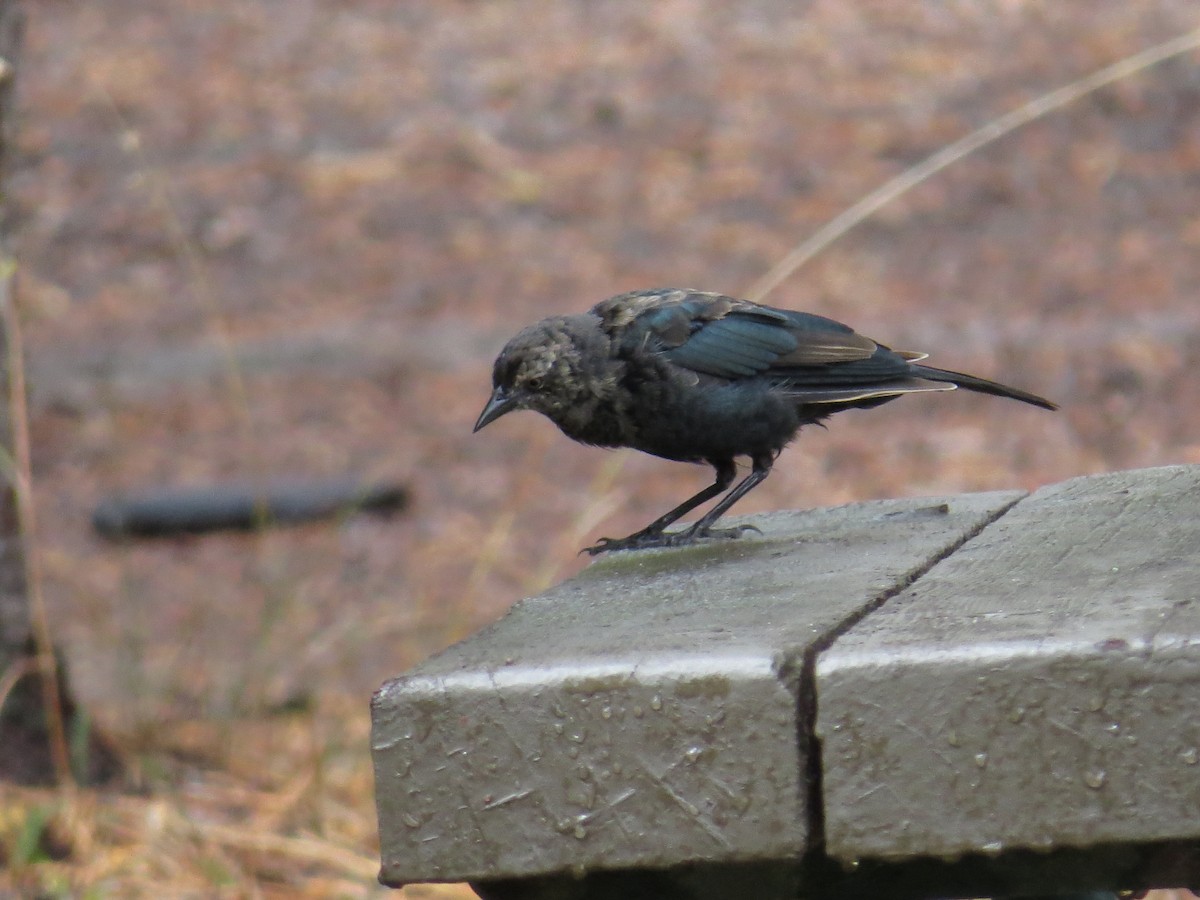 Brewer's Blackbird - ML120953971