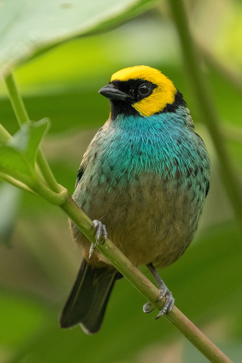 Saffron-crowned Tanager - Rob Felix