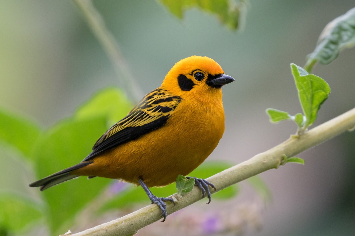 Golden Tanager - Rob Felix