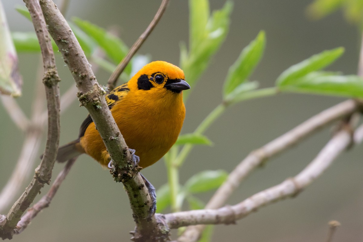 Golden Tanager - ML120954241