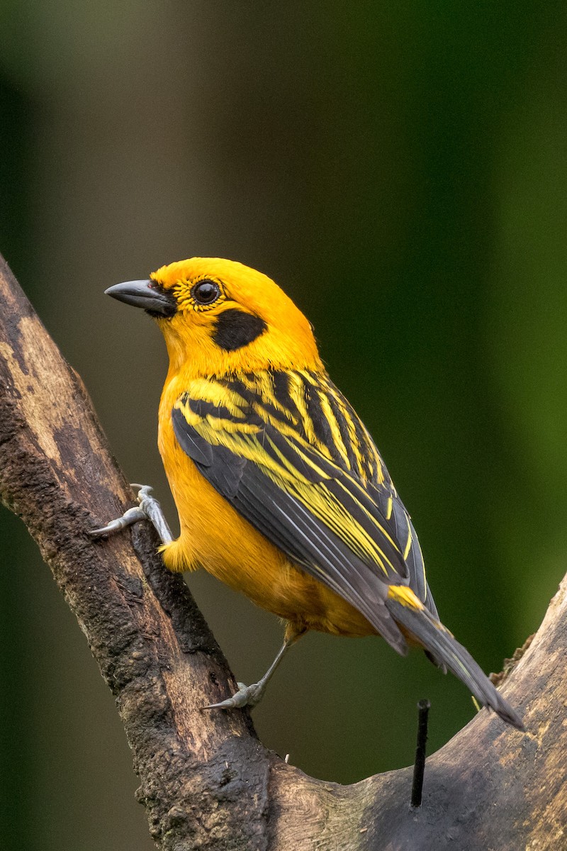 Golden Tanager - ML120954271