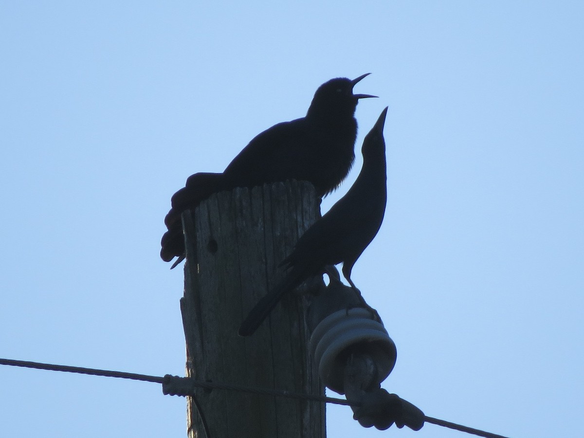 Boat-tailed Grackle - ML120954851