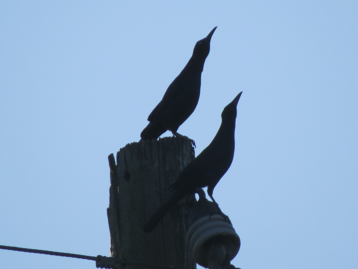 Boat-tailed Grackle - Brian Johnston