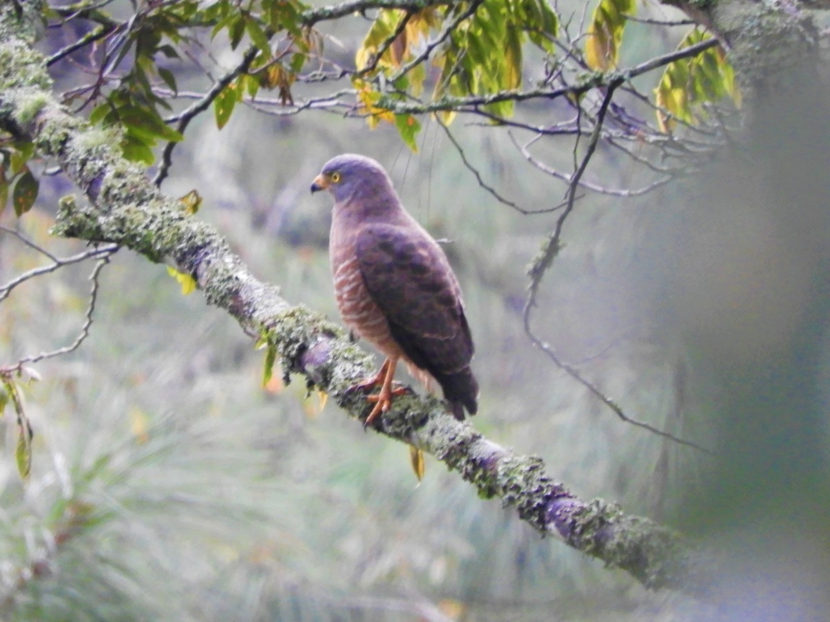 Roadside Hawk - ML120955341