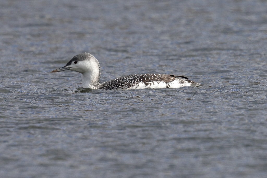 Red-throated Loon - ML120955581