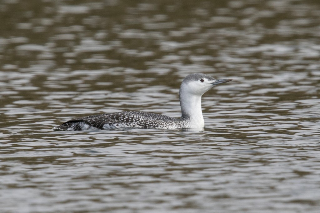 Red-throated Loon - ML120955591