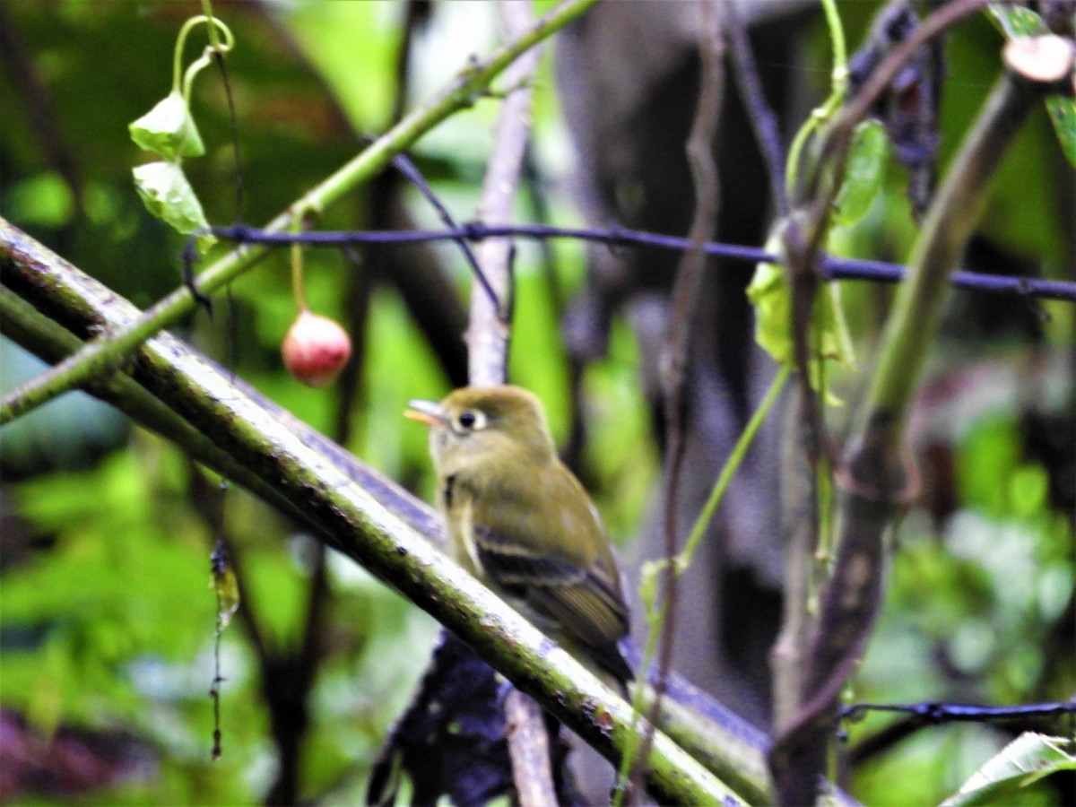 Yellowish Flycatcher - ML120955781