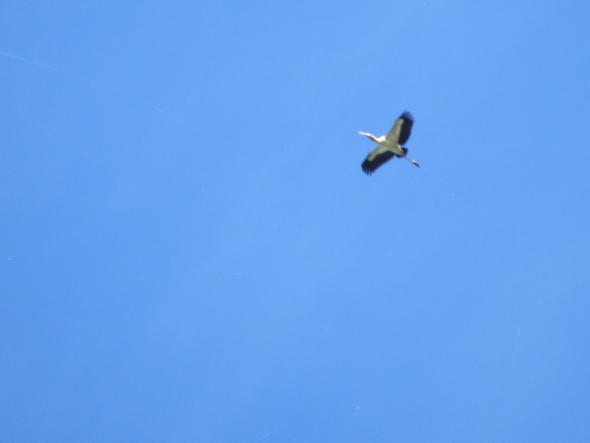 Wood Stork - Vincent O'Brien