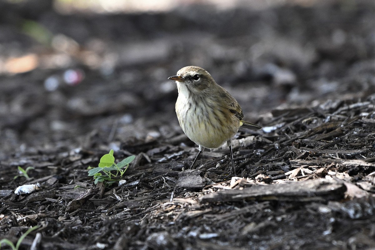 Palm Warbler - ML120957311