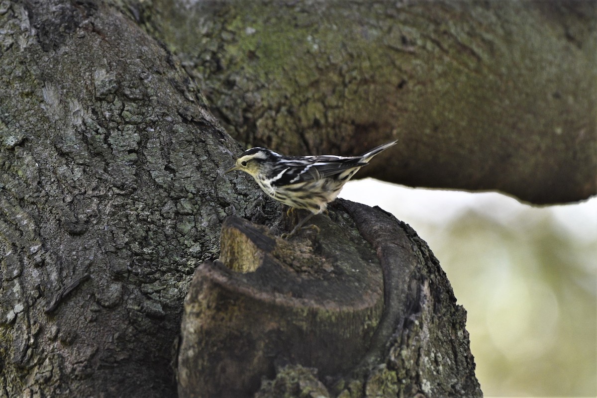 Black-and-white Warbler - ML120958011