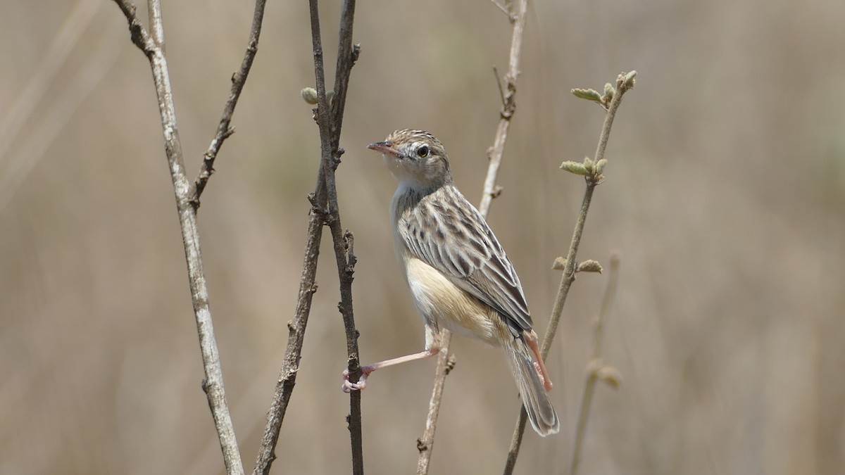 Desert Cisticola - ML120960181