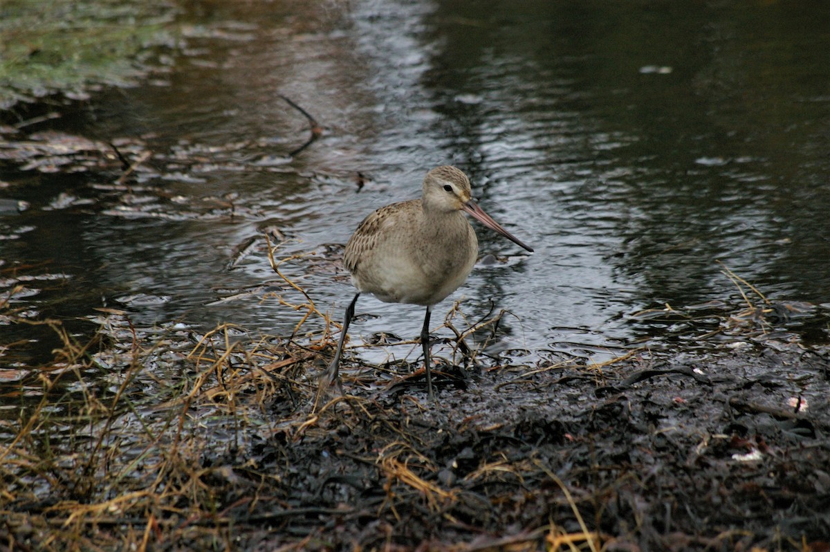Hudsonian Godwit - ML120960471