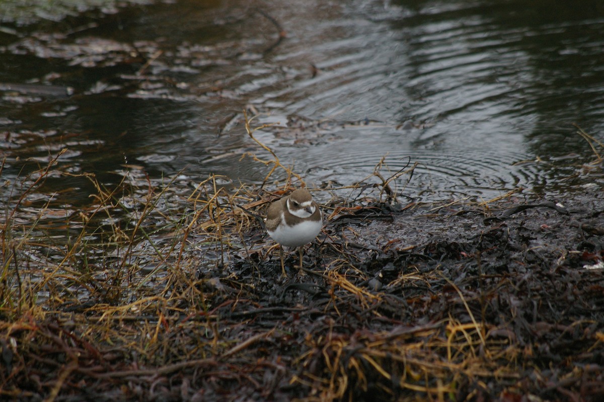 Semipalmated Plover - ML120960811