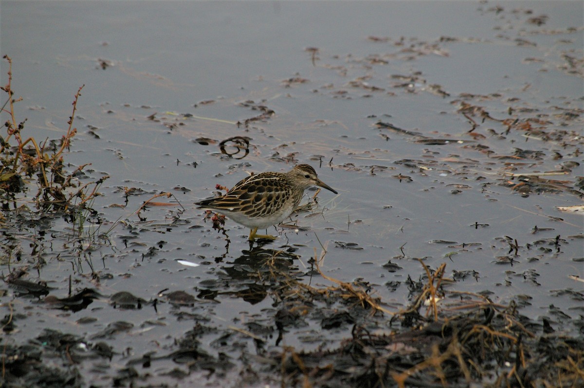 Pectoral Sandpiper - ML120960841
