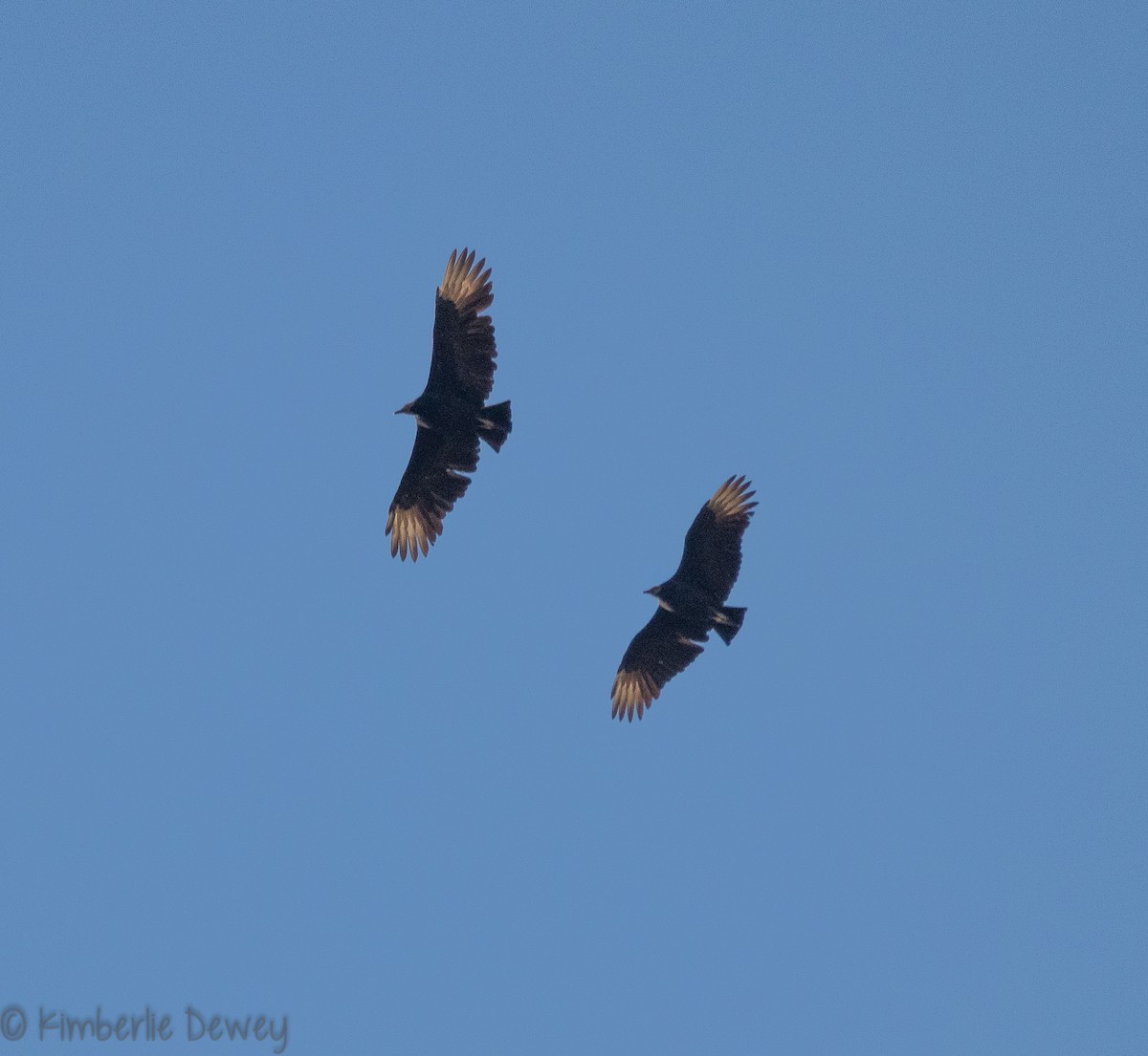 Black Vulture - ML120961161