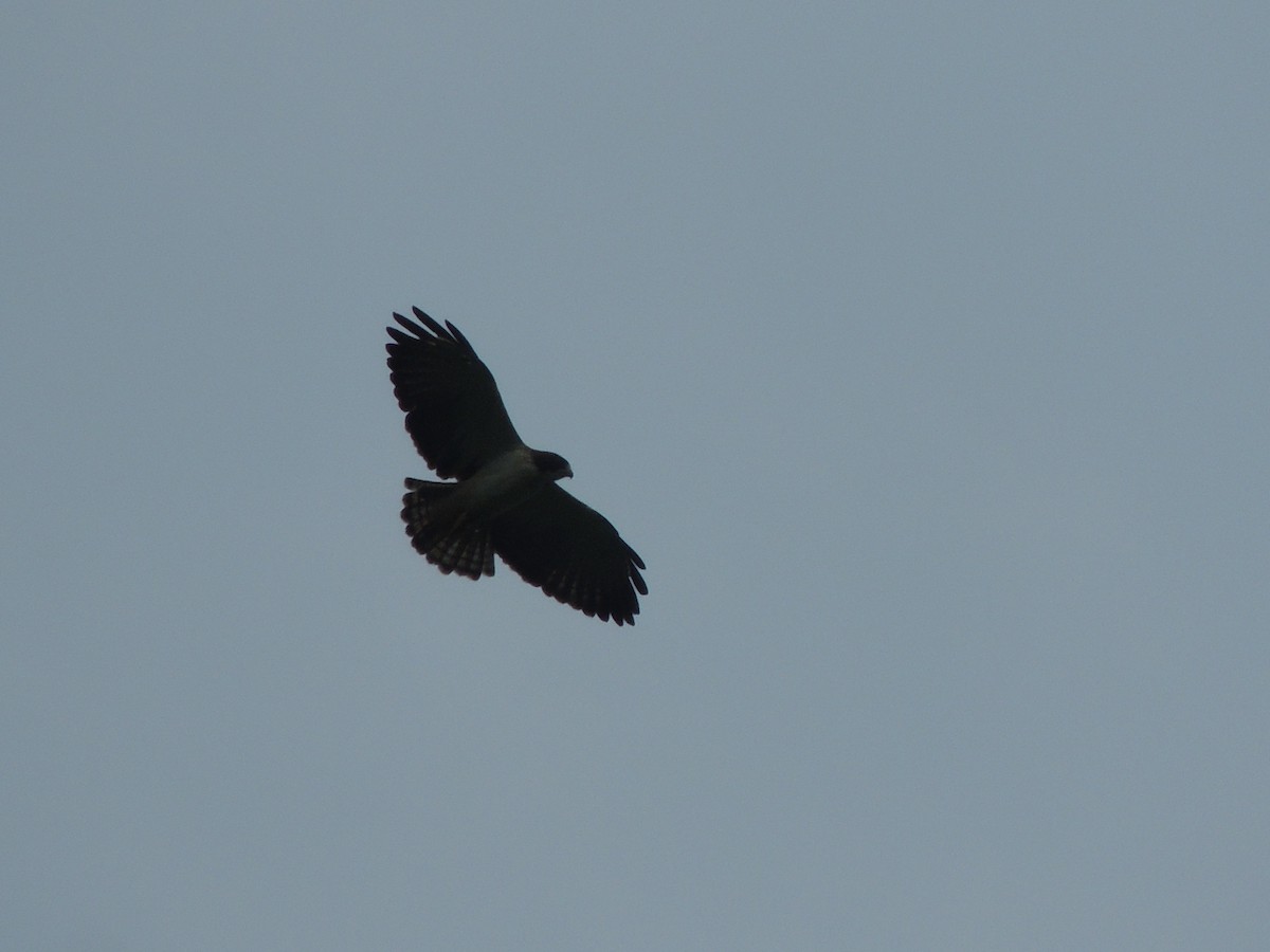 Short-tailed Hawk - Eloisa Hdez S.