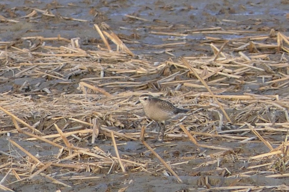 American Golden-Plover - ML120962201