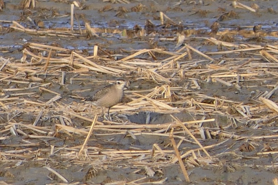 American Golden-Plover - ML120962211