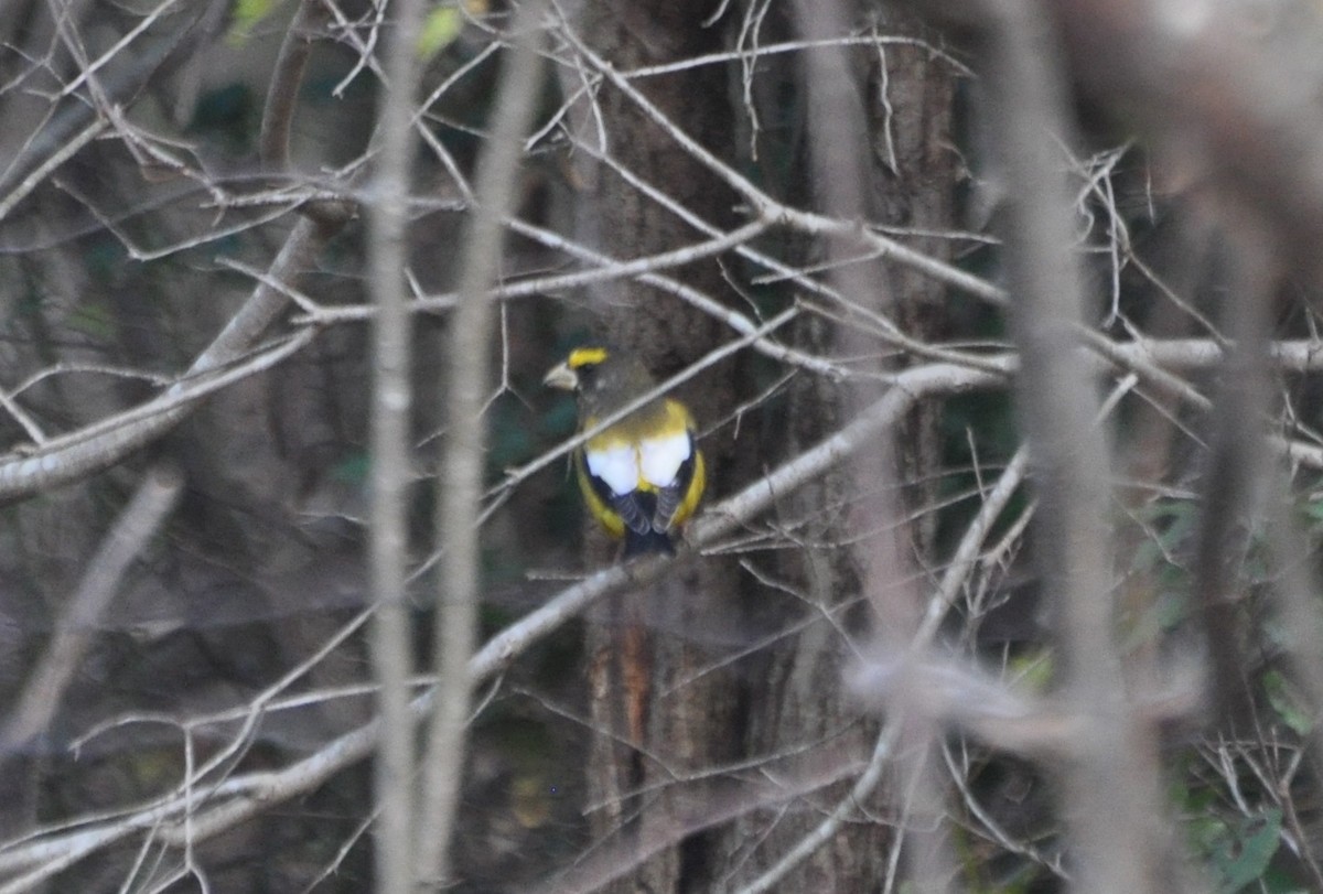 Evening Grosbeak - ML120962721