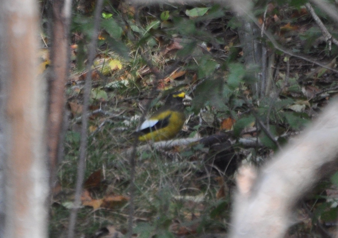 Evening Grosbeak - ML120962751