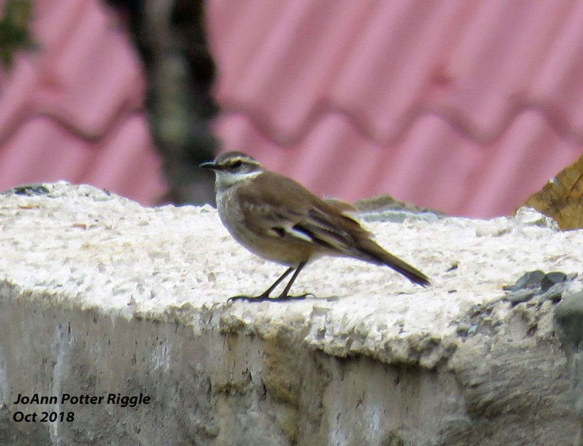 Cream-winged Cinclodes - ML120963601