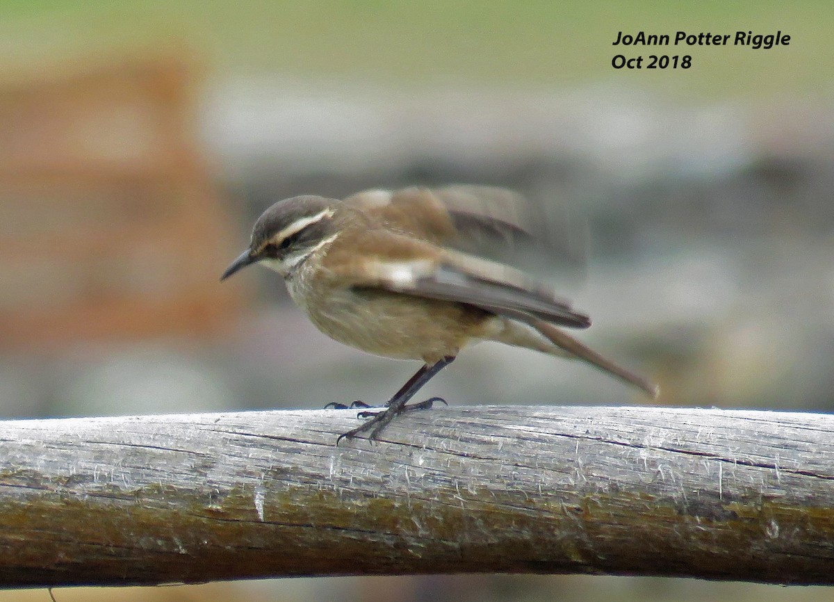 Cream-winged Cinclodes - ML120963711