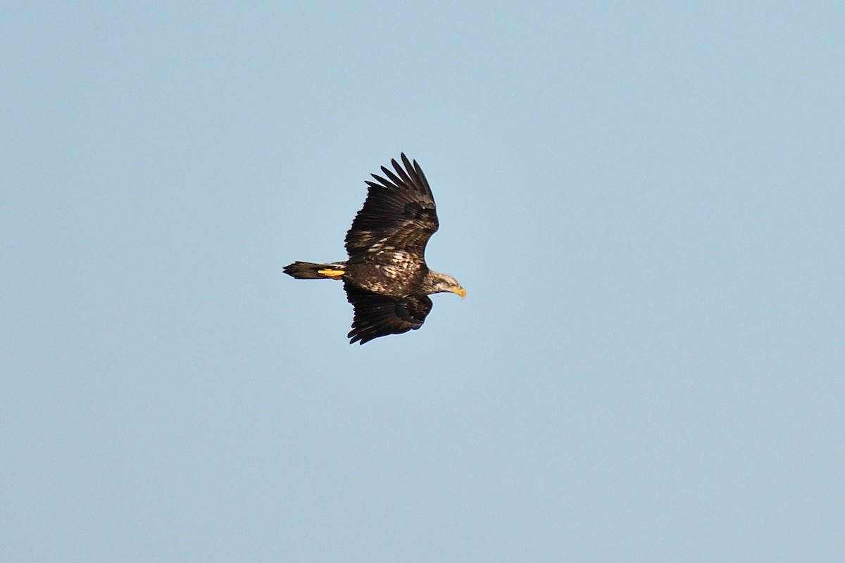 Bald Eagle - ML120963941