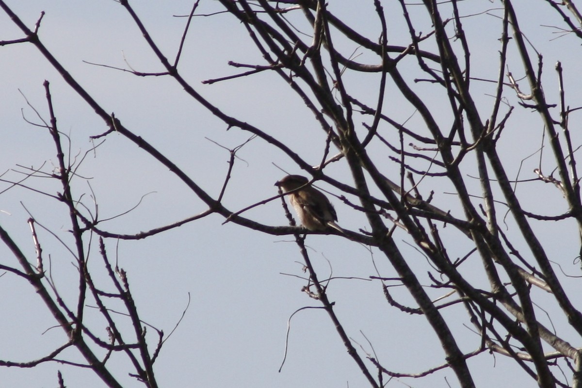 Northern Shrike - Camden Bruner