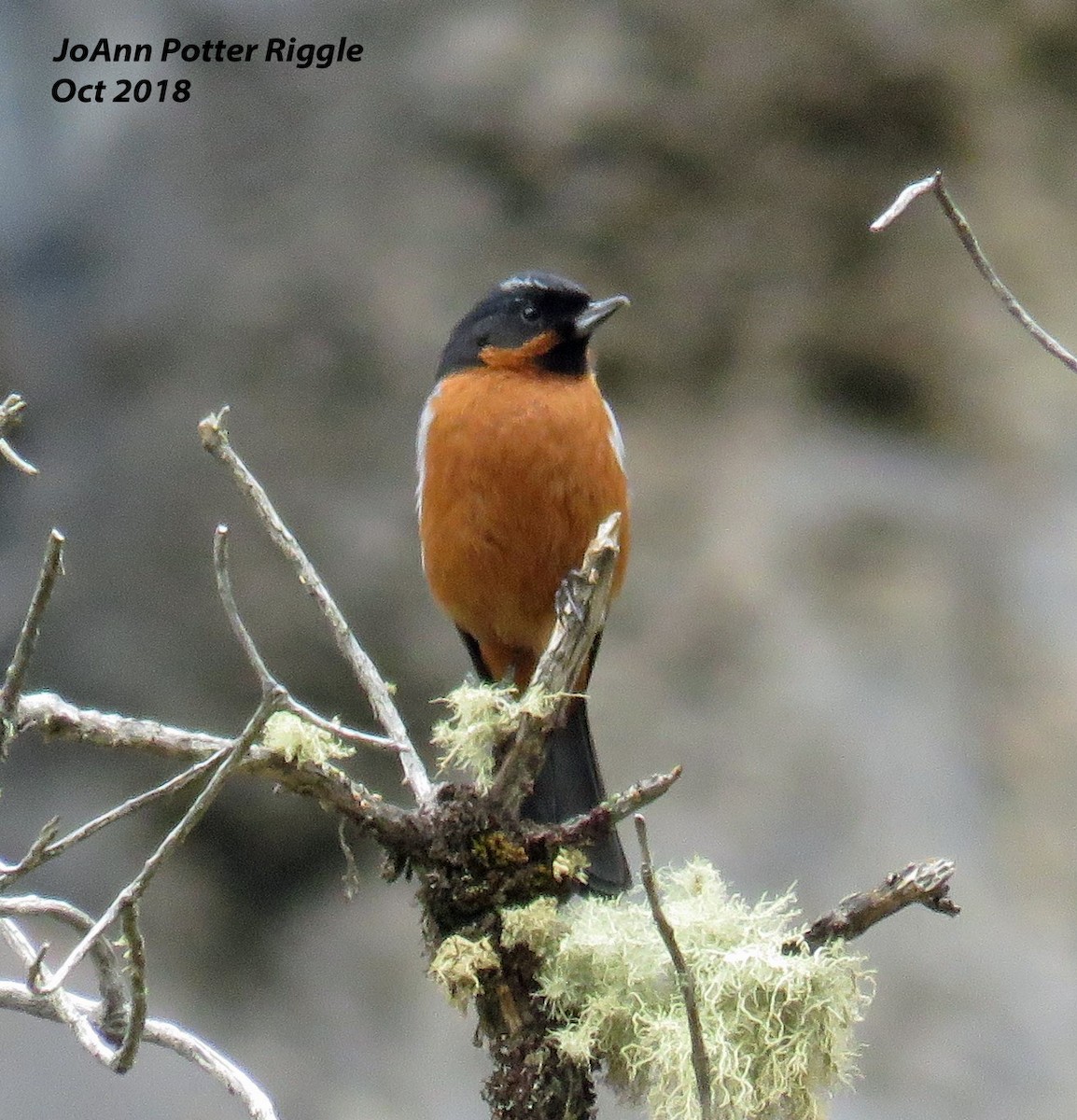 Black-throated Flowerpiercer - ML120965341