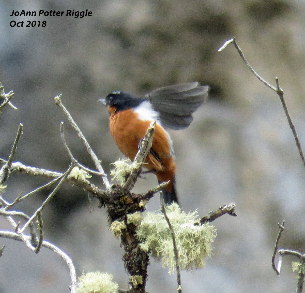 Black-throated Flowerpiercer - ML120965361