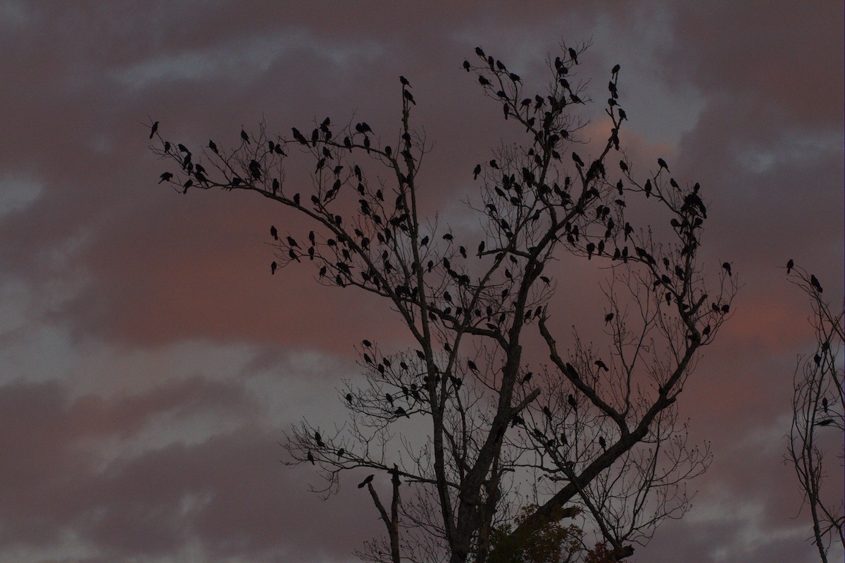 Common Grackle - ML120965961