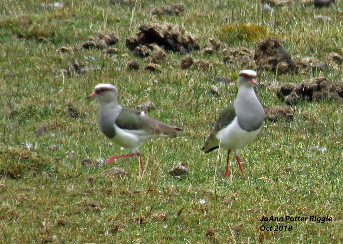 Andean Lapwing - JoAnn Potter Riggle 🦤