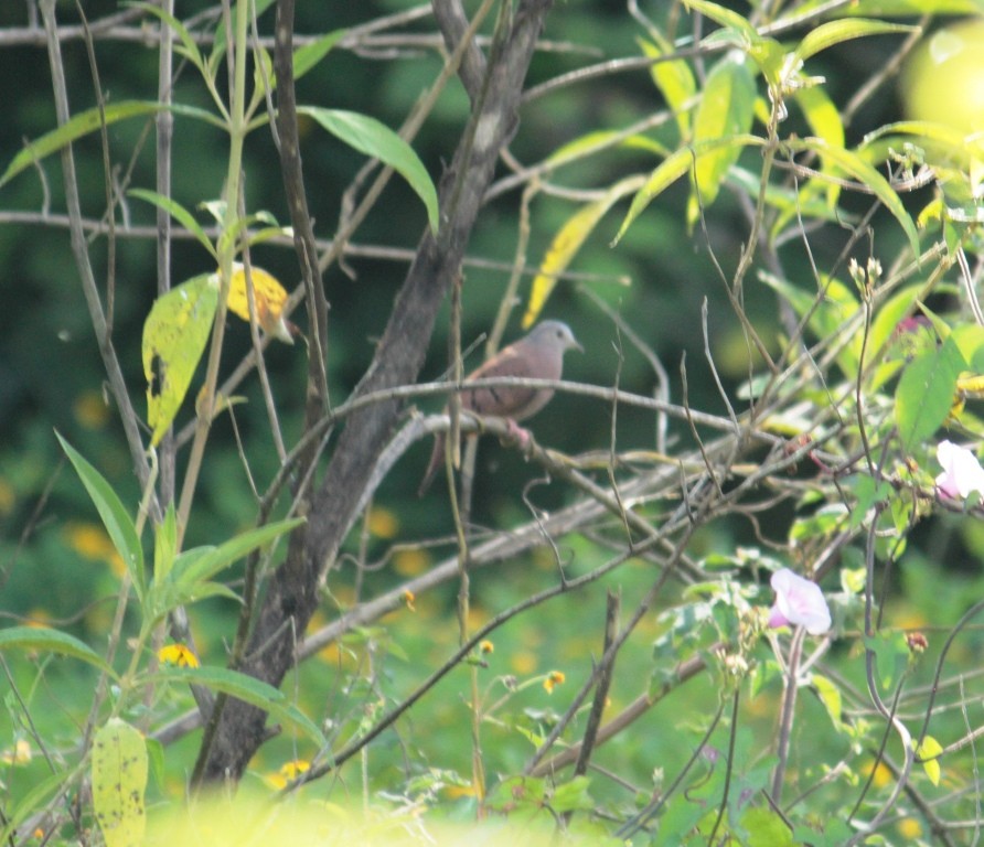 Ruddy Ground Dove - ML120966391