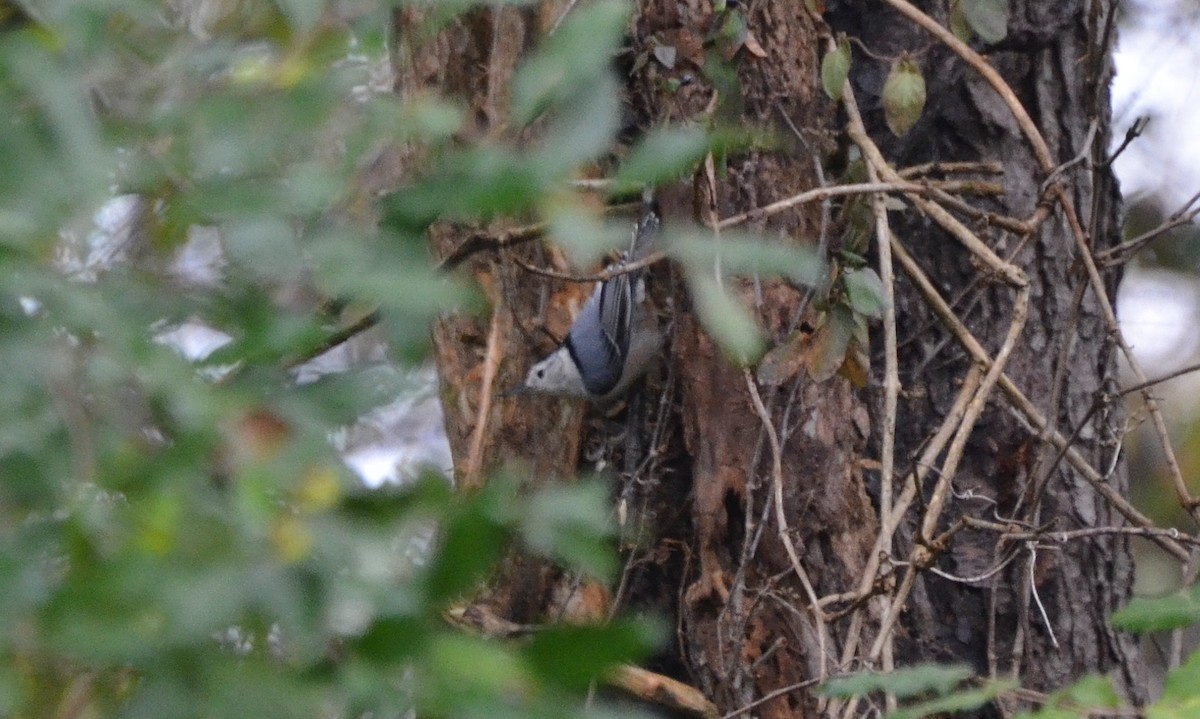 White-breasted Nuthatch - ML120966491